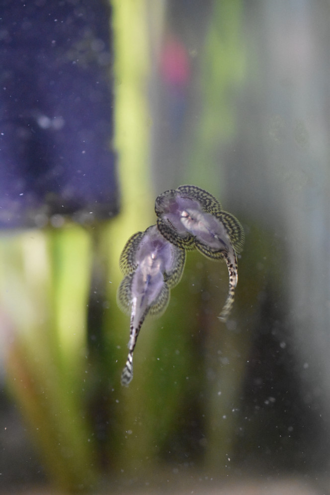 Photographie du post de Orchidsfish 