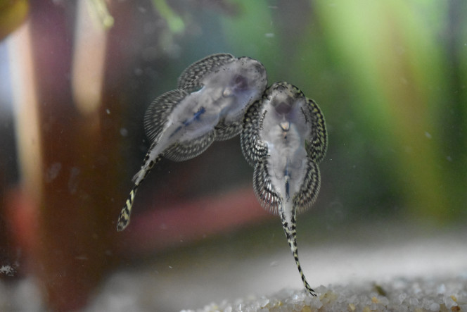 Photographie du post de Orchidsfish 