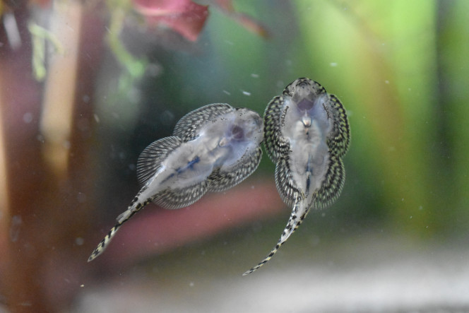 Photographie du post de Orchidsfish 