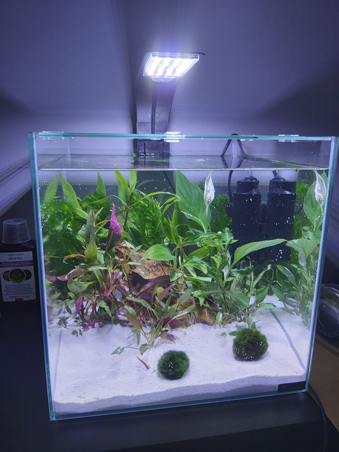 Mon aquarium planter Cette semaine j'ai installer mon tout premier aquarium, je le poste ici si vous avez des conseils pour moi voici ce que j'ai fait;

J'ai planter mon aquarium avant hier, j'ai acheter un lot pour mettre beaucoup de plantes. On ma dit que ca prendrais un avantage contre les algues. J'ai mis des bactéries et je le laisse tourner pour 2 semaines avant de mettre mon premier combattant. Après ces deux semaines je fait un changement d'eau de 10% et je met du fertilisent pour les plantes de easy life (toutes les semaines après chaque changement d'eau) et aussi une goute tous les deux jours de flora ferropol 24 de jbl. (le chauffage arrive lundi et il seras régler a 25°)

les plantes:
althernantera reinekei
bacopa monieri
bacopa caroliniana
hydrocotile leucocephala
hygrophyla stricta
hygrophyla corymbosa
ludwigia arcuata
elodea canadensis
ludwigia glandulosa
ludwigia repens
lysimachia numularia
hygrophilla polysperma
hygrophilla difformis
ceratophylum