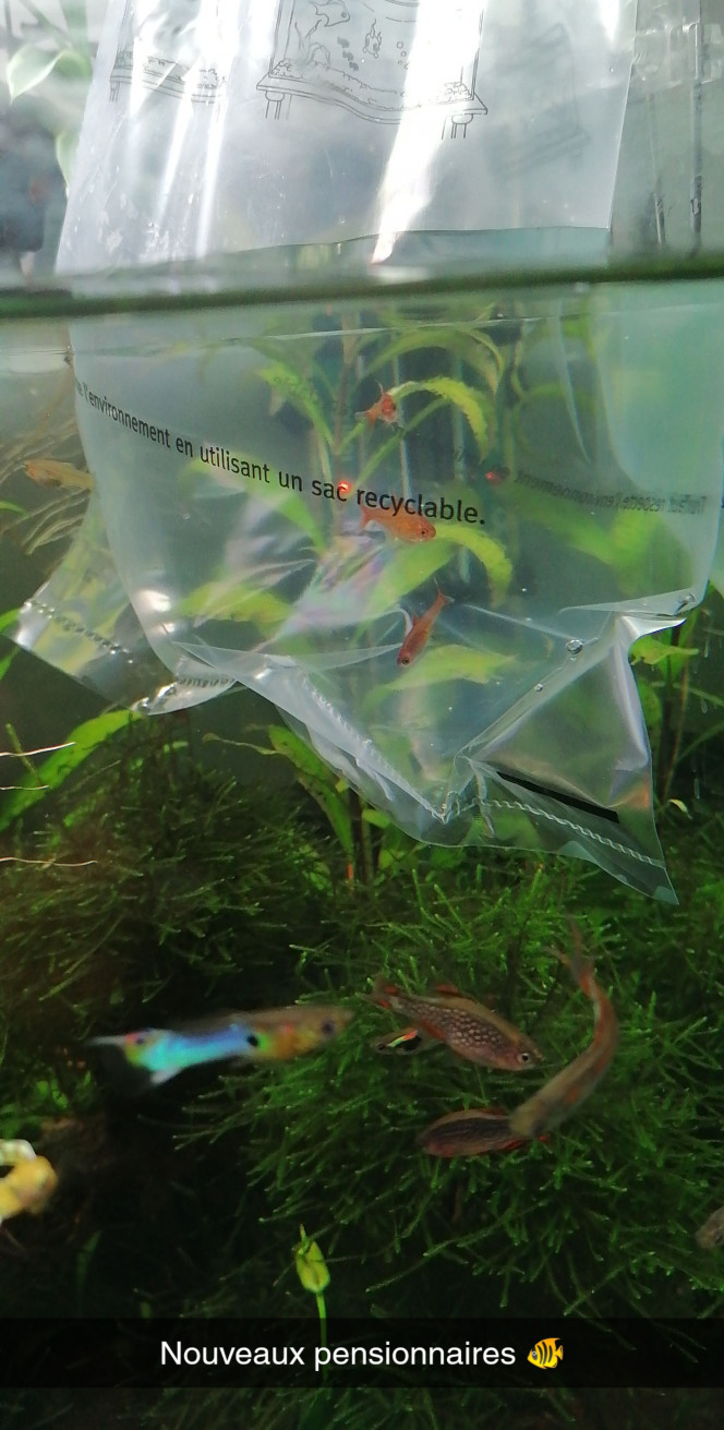 Ajout de 3 Tétras amande 
