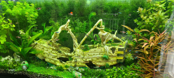 Mon aquarium après 3 mois Les plantes ont énormément poussées et le mur de mousse de java grandit vite. C'est même impressionnant ... A suivre