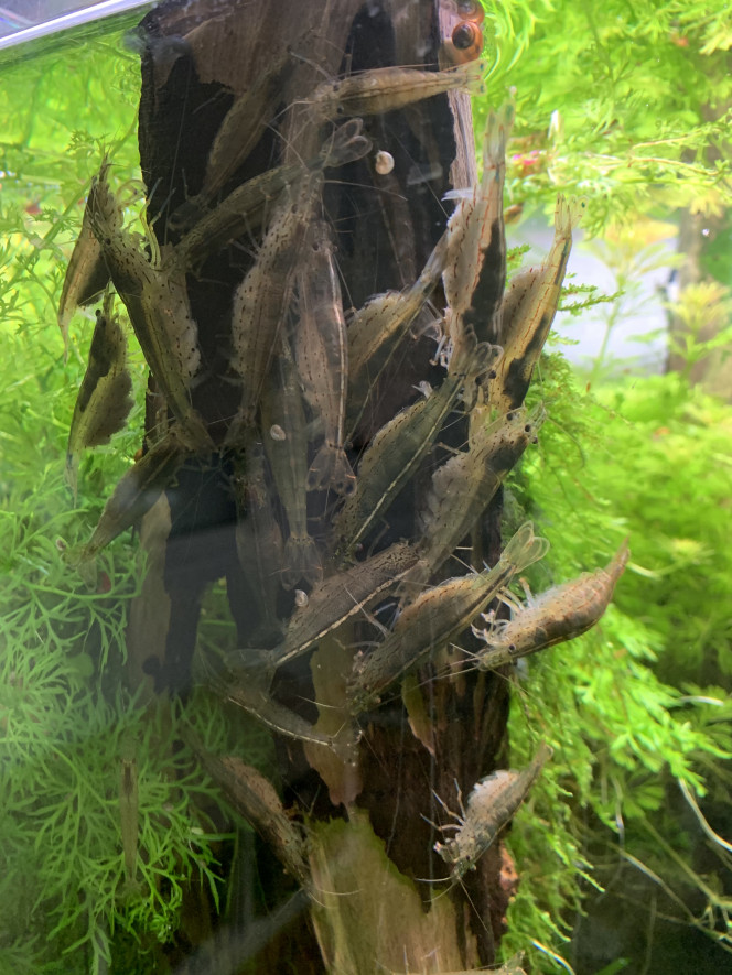 Manif de crevettes en colère Que des femelles, et toutes grainées ! Manif de femmes enceintes ? :)