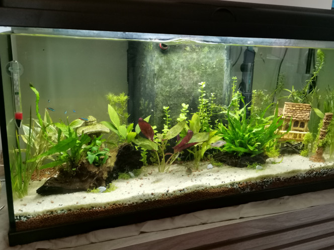 Ajout de plantes +arriver des nouveaux poissons 