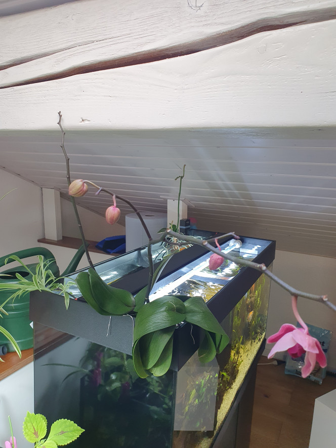 Test orchidées Orchidées en perdition depuis le déménagement + 1 récupérée dans le noir misent en trempette en mode bêta test. Affaire à suivre...