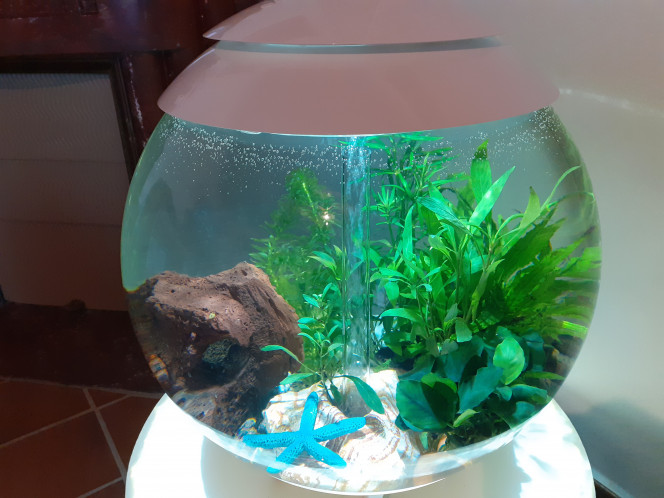 Biorb Halo 60l 