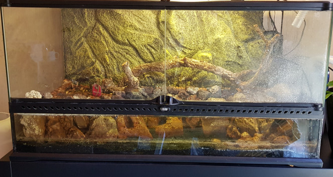 Aquaterrarium Novice Là, par contre, j'avance en terrain complètement inconnu.
J'avais fait une première expérience sur ce terrarium sur lequel j'avais aménagé une partie aquatique d'environ 20L, avec séparation en plexiglas + silicone JBL. Malheureusement le montage n'est pas étanche, et la partie terrestre se retrouve immergée. Il me faut donc retravailler tout ça. Il faudra aussi un peu d'huile de coude et de vinaigre pour me débarrasser de toutes ces vilaines traces de calcaire...