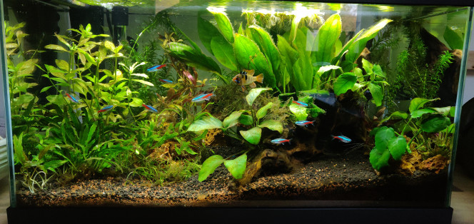 Ajout de nouvelles plantes et nouvelle LED Ajout de quelques Anubia et une petit cryptocoryne dont je ne connais pas l'espèce ! Avec la deuxième LED ça envoi beaucoup plus !

Je vais bientôt récupérer mon dernier colis pour l'adaptateur SodaStream et bonjour CO2 !