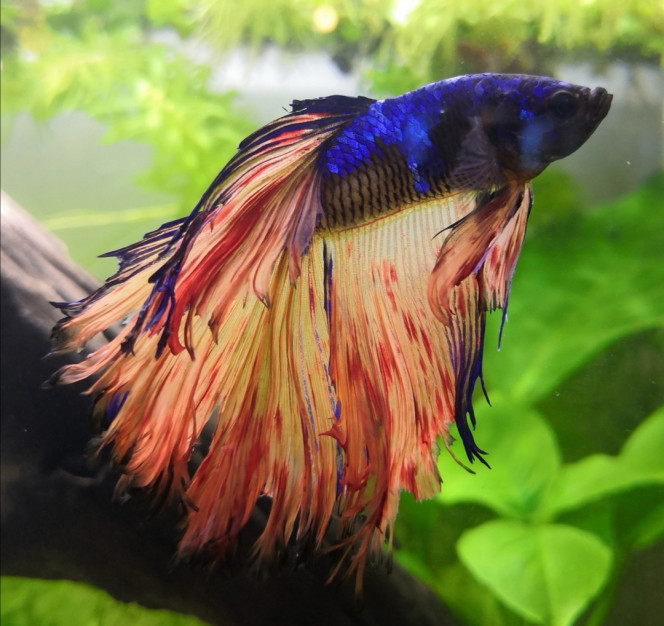 Betta splendens 