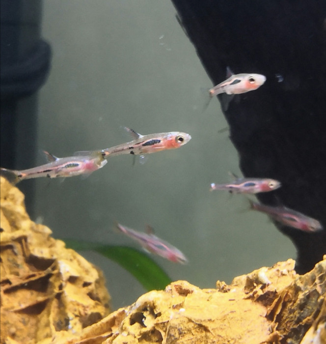 Rasbora moustique 