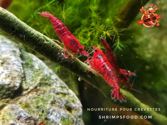 Photographie du post de Shrimpsfood 