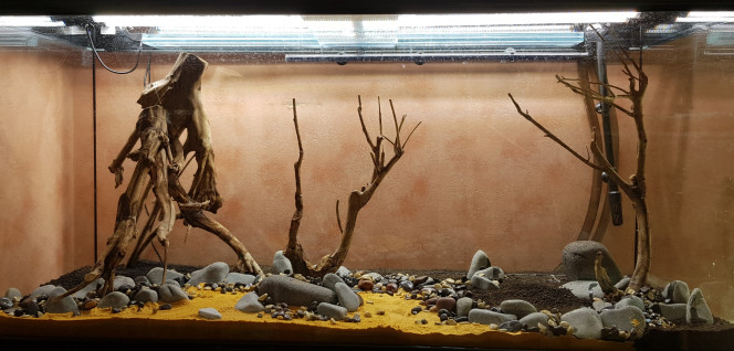 Hardscape, acte 3 Coucou les amis!
Je vous partage une nouvelle photo de mon hardscape, peaufiné ce midi. Cette fois-ci, je pense que je suis pas loin du rendu final. Je me pose encore quelques question, notamment :

1. sur le relief à donner à la partie gazonnante à droite
2. sur la disposition des petits galets et petits cailloux afin de donner un aspect plus naturel

Comments are welcome! :-)