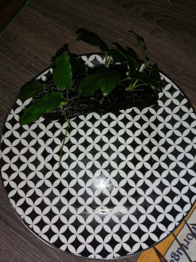 Réalisation d'une racine d'angle avec 3 boutures d'Anubias Nana 