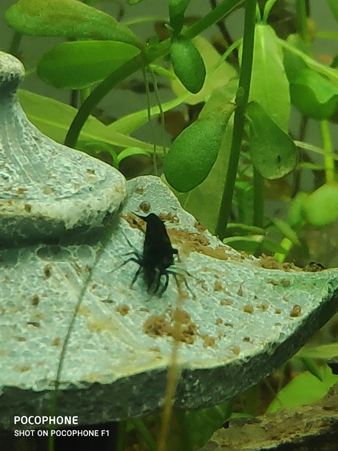 Nouvelles venues Voilà les premières habitantes. Des petites blue velvet.