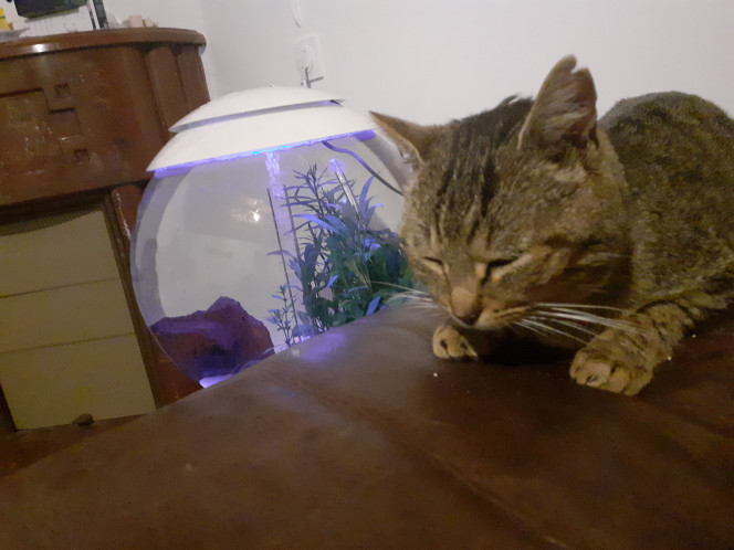  Retour de mon chat après 3 semaines de vagabondage...
Il a perdu des kilos mais il est toujours en vie c'est le principal.