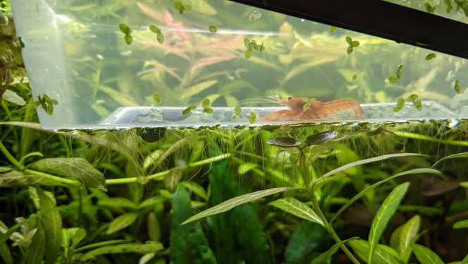 Depuis hier dans le 60L en attendant que le nano se cycle 