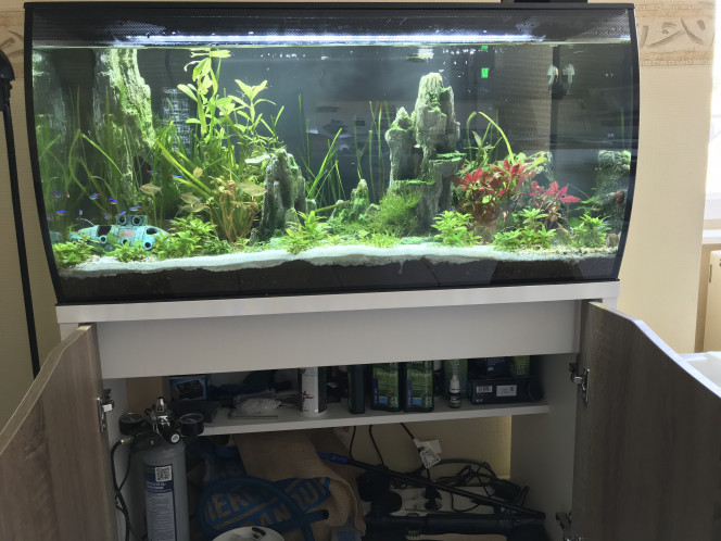 Petite faiblesse des plantes et présence d’algues filamenteuses Après plusieurs mois sans problème j’ai maintenant des algues filamenteuses, mes plantes font la gueules pas mal sont mortes.

J’ai donc investit dans un kit co2 JBL u502 et de l’engrais (vendu dans le kit)
J’espère rétablir l’équilibre du bac.