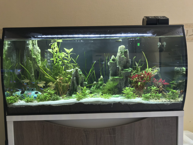 Petite faiblesse des plantes et présence d’algues filamenteuses Après plusieurs mois sans problème j’ai maintenant des algues filamenteuses, mes plantes font la gueules pas mal sont mortes.

J’ai donc investit dans un kit co2 JBL u502 et de l’engrais (vendu dans le kit)
J’espère rétablir l’équilibre du bac.