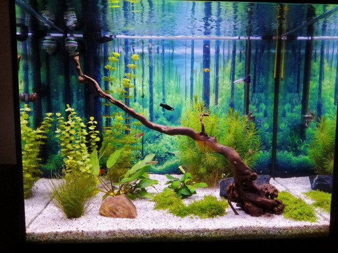 Photographie du post de Fish59 