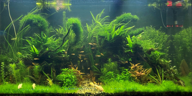 4 mois ! La guerre contre les algues vertes...