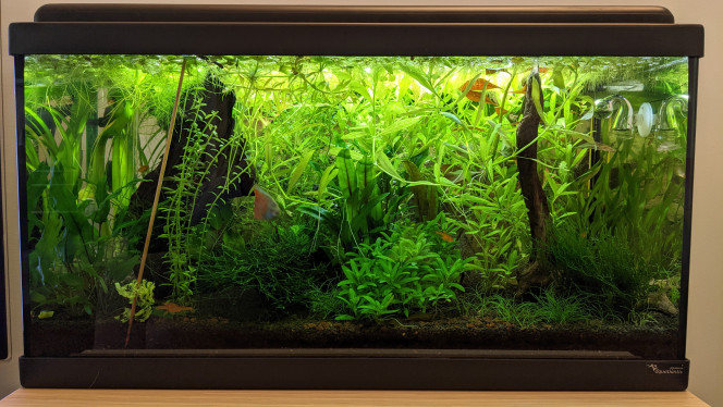 J'ai trié les lentilles! Hier j'ai voulu me débarrasser des lemna minor qui sont trop envahissantes, mais je voulais garder les autres plantes, pistia, salvinia etc. 

Je suis aussi passé sur un fond noir au lieu de l'image du mur de roches.