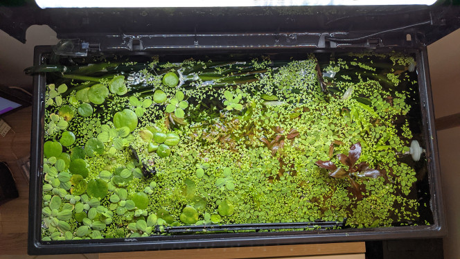 J'ai trié les lentilles! Hier j'ai voulu me débarrasser des lemna minor qui sont trop envahissantes, mais je voulais garder les autres plantes, pistia, salvinia etc. 

Je suis aussi passé sur un fond noir au lieu de l'image du mur de roches.