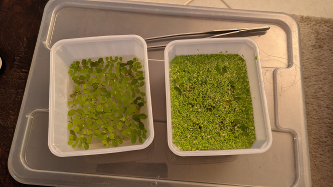 J'ai trié les lentilles! Hier j'ai voulu me débarrasser des lemna minor qui sont trop envahissantes, mais je voulais garder les autres plantes, pistia, salvinia etc. 

Je suis aussi passé sur un fond noir au lieu de l'image du mur de roches.