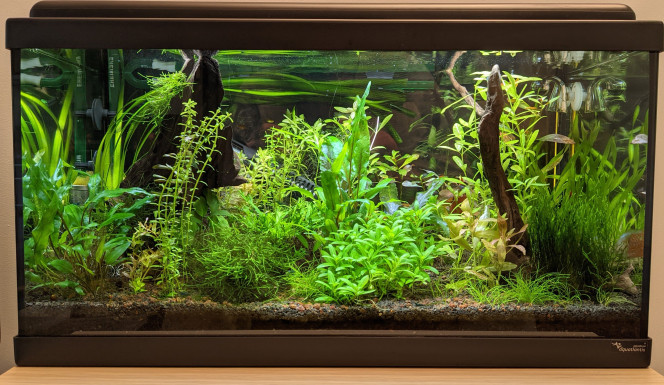 J'ai trié les lentilles! Hier j'ai voulu me débarrasser des lemna minor qui sont trop envahissantes, mais je voulais garder les autres plantes, pistia, salvinia etc. 

Je suis aussi passé sur un fond noir au lieu de l'image du mur de roches.