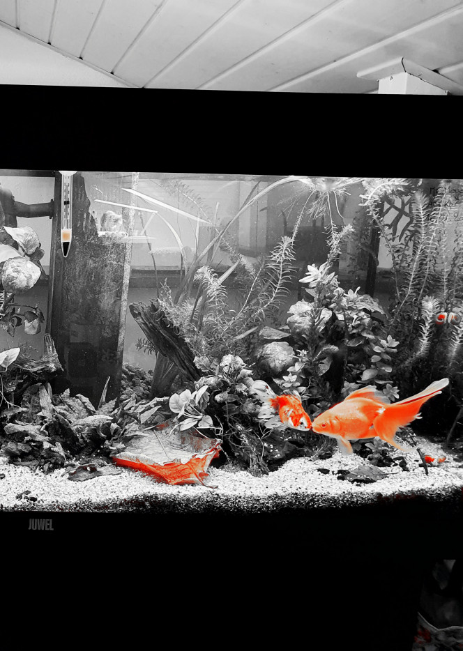 New setup (temporaire) Remaniement du setup avec de nouvelles anubias et plein de Xmoss! 
J'ai mis aussi de la pouzzolane pour augmenter le support bactérien.
Petite taille des racines d'orchidées.
Léger changement d'eau.