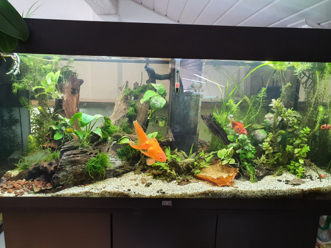 New setup (temporaire) Remaniement du setup avec de nouvelles anubias et plein de Xmoss! 
J'ai mis aussi de la pouzzolane pour augmenter le support bactérien.
Petite taille des racines d'orchidées.
Léger changement d'eau.