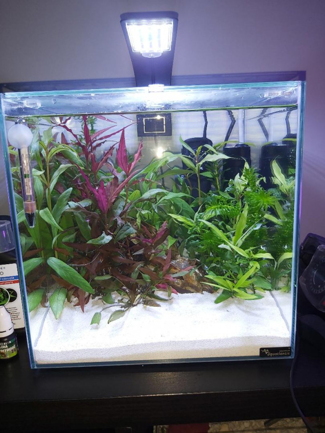 Mon aquarium Bonjour.
Voila 3 semaines que j'ai démarrer mon premier aquarium et suis contant toujours 0 algues et l'eau est toujours aussi clair et les plantes poussent super bien et vite.
(Le filtre est au minimum et le chauffage 25° quand a l'éclairage 7h30 par jours)

La semaine prochaine je poste une nouvelle photo avec le combattant dedans.

Je profite de ce post pour vous demande si vous connaissez une plantes flottante avec de petite racine. Dans mon animalerie y a des plantes flottante mais leurs racine font facile 20cm et je veut pas ca.