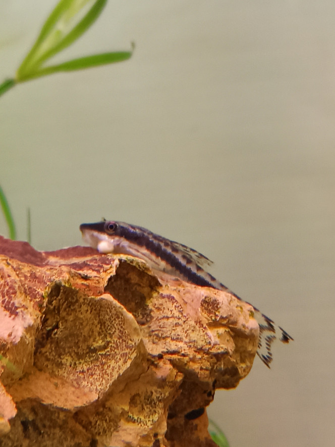 Photographie du post de Alsept 