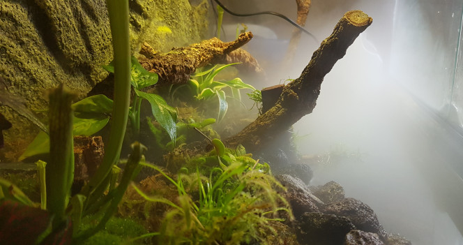 Arrivée des plantes C'est un peu le pari risqué. La non-étanchéïté de la partie terrestre n'a pas été résolue. Elle a été remplie de sphaigne et de tourbe, et les plantes ont été légèrement surélevées par rapport au niveau de l'eau. Espérons qu'elles tiendront. Je m'y connais très mal, mais j'ai lu que la plupart des carnivores aimaient l'humidté, une eau pauvre (osmosée si possible) et un substrat proche de ce que j'ai mis. Croisons les doigts...