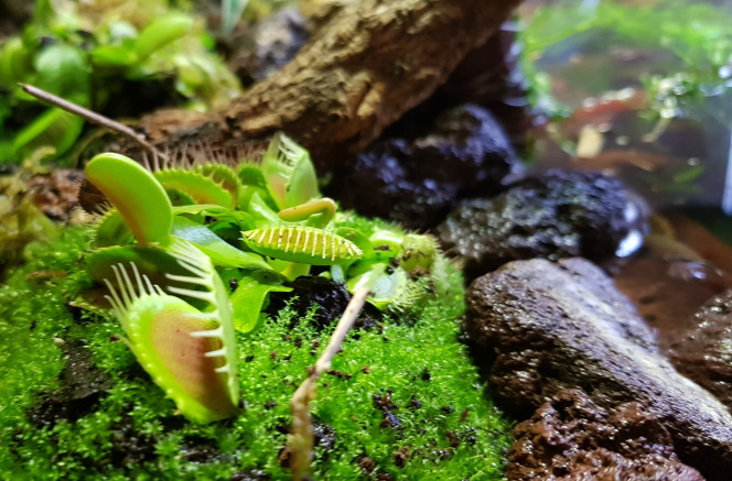 Arrivée des plantes C'est un peu le pari risqué. La non-étanchéïté de la partie terrestre n'a pas été résolue. Elle a été remplie de sphaigne et de tourbe, et les plantes ont été légèrement surélevées par rapport au niveau de l'eau. Espérons qu'elles tiendront. Je m'y connais très mal, mais j'ai lu que la plupart des carnivores aimaient l'humidté, une eau pauvre (osmosée si possible) et un substrat proche de ce que j'ai mis. Croisons les doigts...