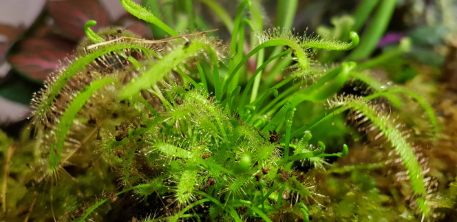 Arrivée des plantes C'est un peu le pari risqué. La non-étanchéïté de la partie terrestre n'a pas été résolue. Elle a été remplie de sphaigne et de tourbe, et les plantes ont été légèrement surélevées par rapport au niveau de l'eau. Espérons qu'elles tiendront. Je m'y connais très mal, mais j'ai lu que la plupart des carnivores aimaient l'humidté, une eau pauvre (osmosée si possible) et un substrat proche de ce que j'ai mis. Croisons les doigts...