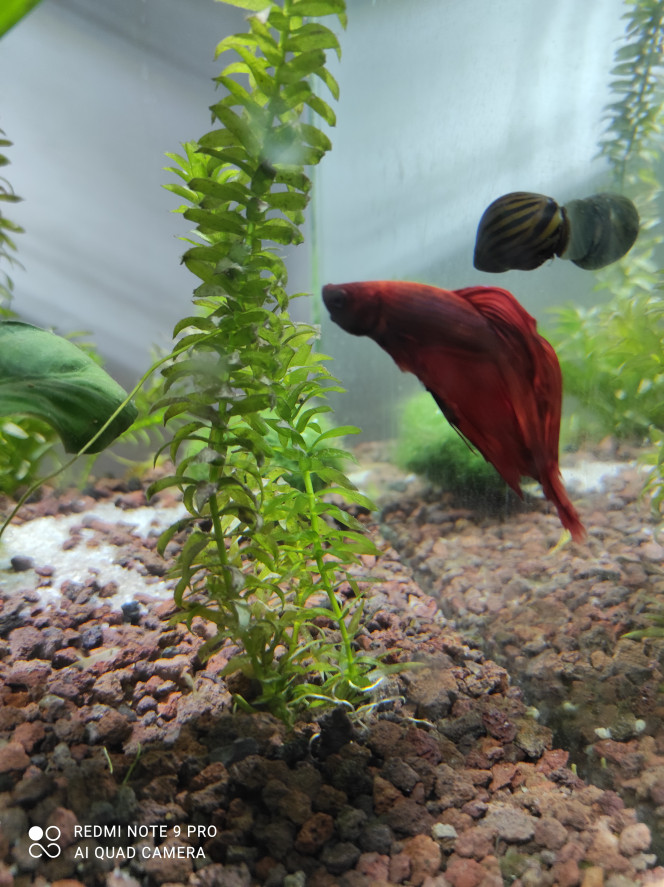 Fil D Actualite Forum Aquarium Forum Poisson Un Espace D Echanges Et Des Forums De Discussions Reserves Aux Aquariophiles Passionnes D Aquarium Et D Aquariophilie