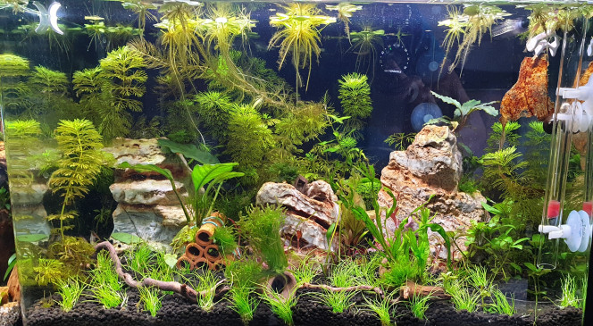 Redémarrage 7B : Futur bac crevettes et petits poissons
Changement complet d'eau après la mort de tous les poissons à 2 reprises..