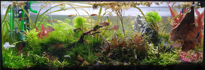 La vie continue Malgré des algues pinceaux persistantes le bac est en forme, les poissons et crevettes aussi...

(Pour les algues pinceaux j'ai ajouté une cartouche de résine anti SI02 en sortie d'osmoseur depuis 2 semaines. Espérons que cela va aider...