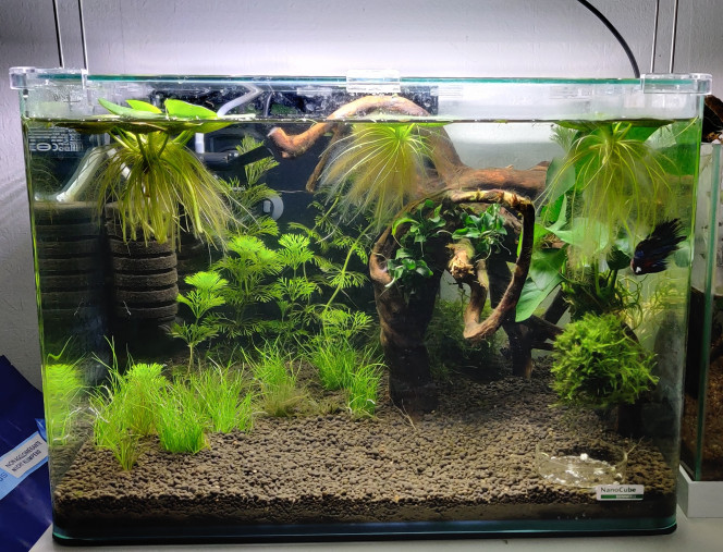 Arrivé des nouvelles plantes ! Et voilà, j'ai était acheter les plantes que je voulais, un pot de bucephalandra in vitro, de l'eleocharis pusilla in vitro (pour étayer la partie gauche et surtout avec une souche in vitro ça s'adapte mieux), et une belle et bien fournie anubia. J'ai aussi récupéré deux petits pieds de bucephalandra (une autre variété que celle que j'ai acheté) qui traînaient dans un autre bac

Je suis content du résultat, faut juste que ça pousse un peu sur la branche mais ça devrait rendre bien. Il n'y a que pour l'anubia que je suis moyennement satisfait, donc elle risque de légèrement bougé. 
D'ici un mois tout commencera à avoir une belle forme et d'ici 6 mois ça fera un jolie petit environnement !

En tout cas c'est mon beta qui va être heureux avec plus de plante !