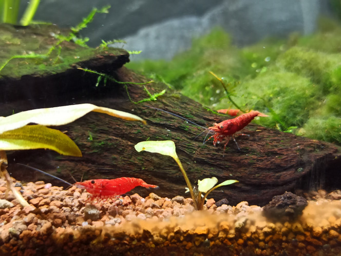 Red Cherry 