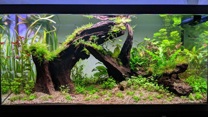 Changement - Petit essaie d'aquascaping 