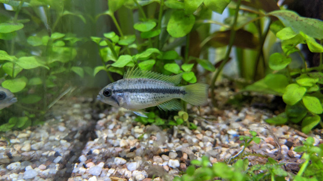 apistogramma cacatuoides orange 