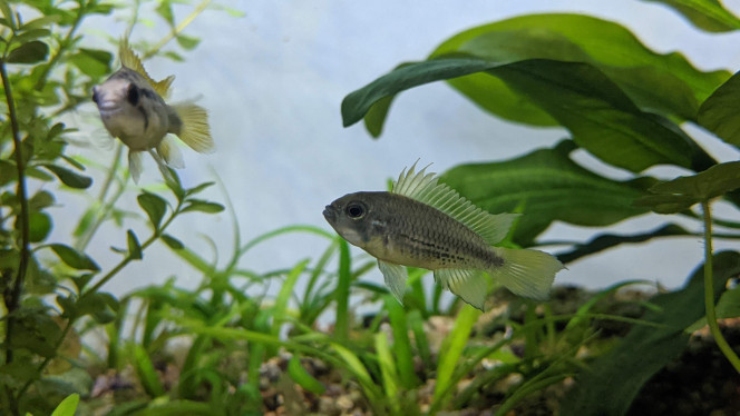 Apistogramma cacatuoides orange 