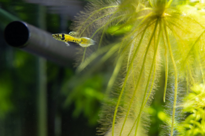 Nouveau habitants du 30L, guppies Tiger Nouveau habitants du 30L, guppies Tiger