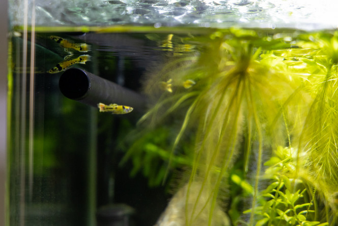 Nouveau habitants du 30L, guppies Tiger Nouveau habitants du 30L, guppies Tiger