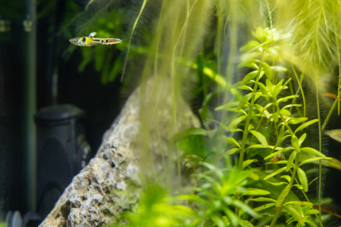 Nouveau habitants du 30L, guppies Tiger Nouveau habitants du 30L, guppies Tiger