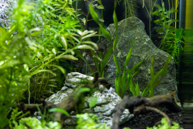 Nouveau habitants du 30L, guppies Tiger Nouveau habitants du 30L, guppies Tiger