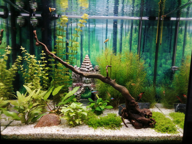 Photographie du post de Fish59 
