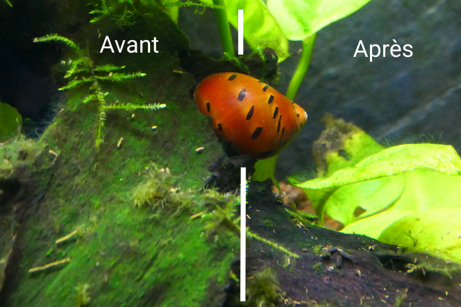 Neritina vs Algues Photo illustrant l'efficacité d'un petit Neritina contre les algues vertes encroutantes.

Il avance lentement mais ne laisse aucune algue visible après son passage. 
Il n'est passé qu'une seule fois sur la partie nettoyée et a bien contourné mes petites mousses.

Les 2 Neritina sont plus efficaces que je ne le prévoyais ?.
Je vais donner des morceaux de légumes régulièrement d'ici quelques jours, j'espère qu'ils vont bien en manger.