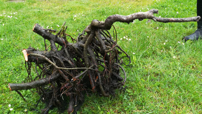 Photographie du post de ArtemusKlegg 